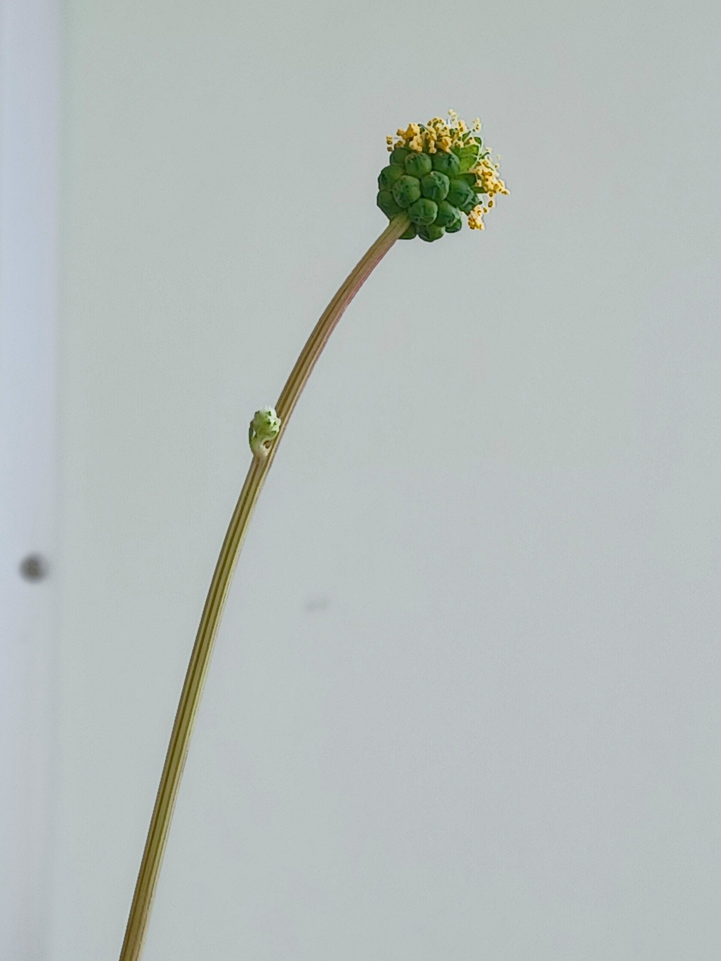 ベランダのパセリ系ハーブの花 やまてつの雑記 詩日記